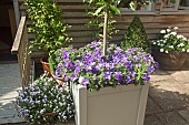 Wooden Container with Annual Petunia Surfinia Sky Blue