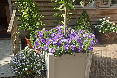 Wooden_Container_with_Annual_Petunia_Surfinia_Sky_Blue