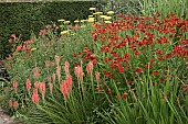 Hot Border with Kniphofia Tawny King Red Hot Poker,Torch Lily Helenium Crimson Beauty Helen`s Flower