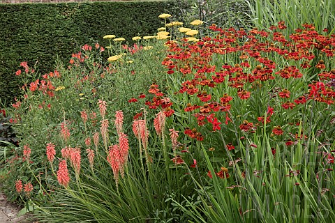 Hot_Border_with_Kniphofia_Tawny_King_Red_Hot_PokerTorch_Lily_Helenium_Crimson_Beauty_Helens_Flower