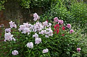Phlox paniculata border of mixed colours pale pink to deep red