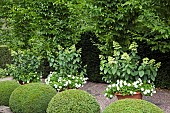 Terracotta Containers with White Petunia Blanket and Hydrangea paniculata