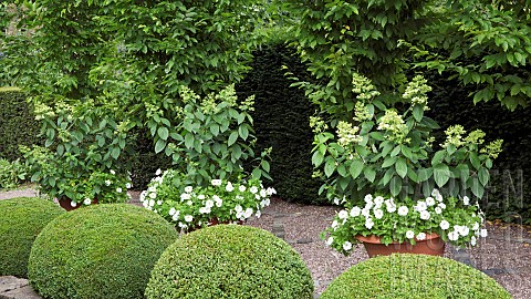 Terracotta_Containers_with_White_Petunia_Blanket_and_Hydrangea_paniculata