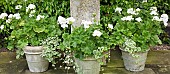 Ornate stone urns in group with single white themed colour of Pelagonium Geranium