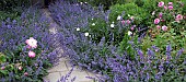 Garden path flanked by Nepeta Six Hills Giant Catmintand pink roses