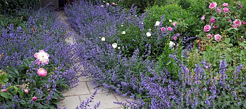 Garden_path_flanked_by_Nepeta_Six_Hills_Giant_Catmintand_pink_roses