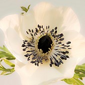 Anemone coronaria Windflower