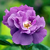 Rosa Rose Frantasia RHAPSODY IN BLUE