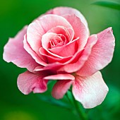 Rose Rosa Tickled Pink