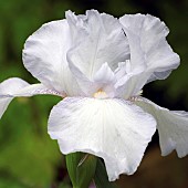 Iris germanica Royal Satin Lavender and White flowers