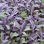 Salvia officinalis Purpurascens Purple Sage