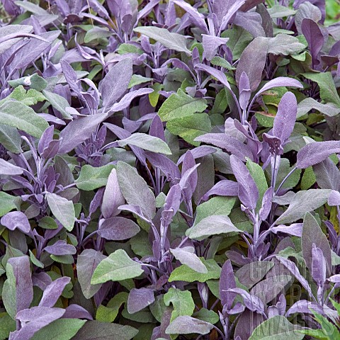 Salvia_officinalis_Purpurascens_Purple_Sage