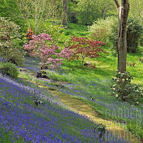 Superbly_Beautiful_light_woodland_garden_with_specimen_trees_Rhododendrons_Azaleas_Magnolias