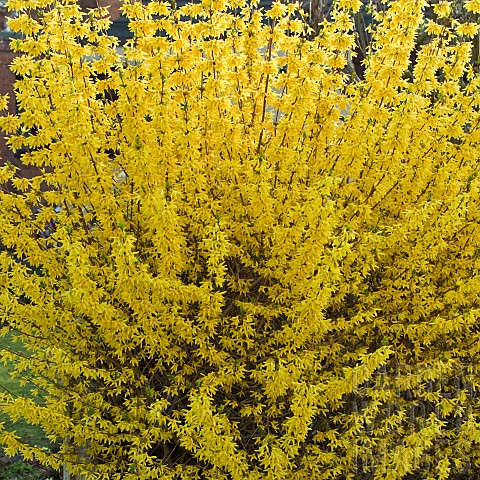 Upright_deciduous_shrub_Forsythia_bright_yellow_flowers_in_early_spring_garden_March_Cannock_Wood_Vi