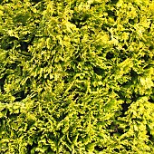 x Cupressocyparis leylandii Castlewellan Conifer