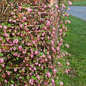 Ribes flowering currant