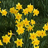 Yellow Daffodils in grass borders in early spring