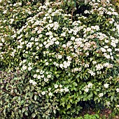 Pyracantha Firethorn evergreen shrub small white flowers in Spring Garden early April Cannock Wood Village Staffordshire England UK