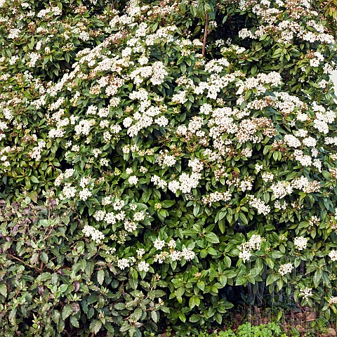Pyracantha_Firethorn_evergreen_shrub_small_white_flowers_in_Spring_Garden_early_April_Cannock_Wood_V