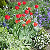 Border with red tulips and Spring growing plants