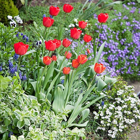 Border_with_red_tulips_and_Spring_growing_plants