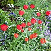 Spring border of red tulips in Spring Garden