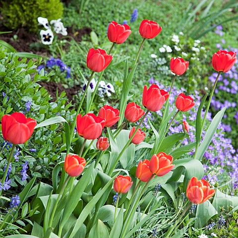 Spring_border_of_red_tulips_in_Spring_Garden