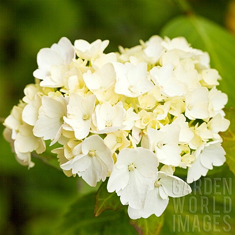 Hydrangea_macrophylla_large_white_flower_head