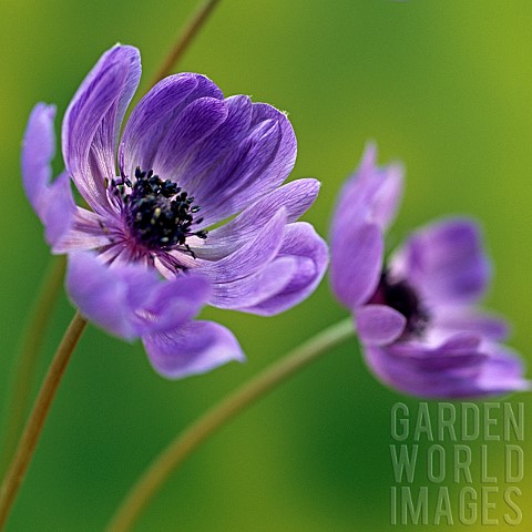 Anemone_coronaria_Windflower_erect_perennial_lavenderblue_flowerheads_at__High_Meadow_Garden_Cannock