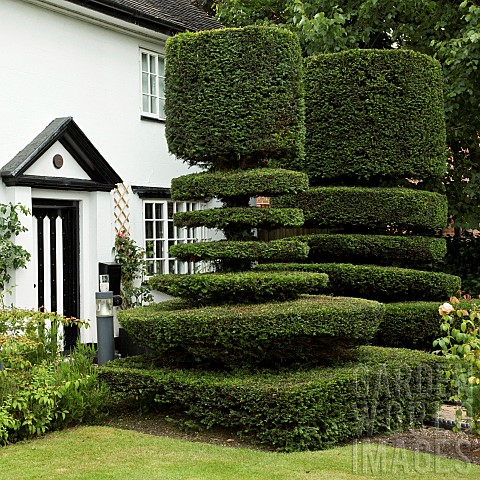 Black_and_Whitte_cottage_with_clipped_Yew_Topiary