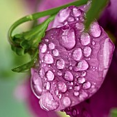 Close up plant portrait of deep purple pansy with water droplets on petal