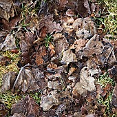 Fallen leaves with frosted patterns in winter