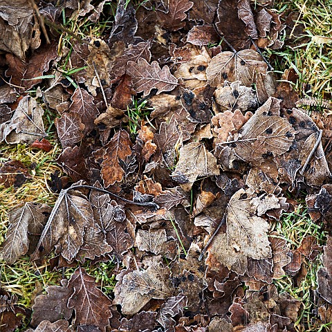 Fallen_leaves_with_frosted_patterns_in_winter