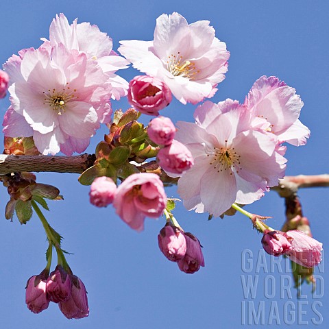 Prunus_Pink_Perfection