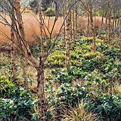 Betula nigra, black birch river birch
