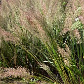 Pennisetum orientale Ornamental Grasses