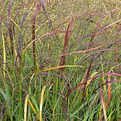 Miscanthus Purpurascens Autumn Flame Grass