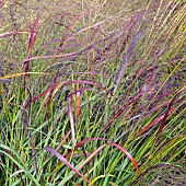 Miscanthus Purpurascens Autumn Flame Grass