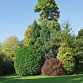 Trees and shrubs including many confers displaying outstanding colour