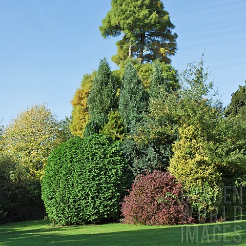 Trees_and_shrubs_including_many_confers_displaying_outstanding_colour