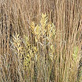 Ornamental grasses in Autumn