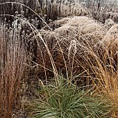 Frosted foliage of perennial grasses and perennials i