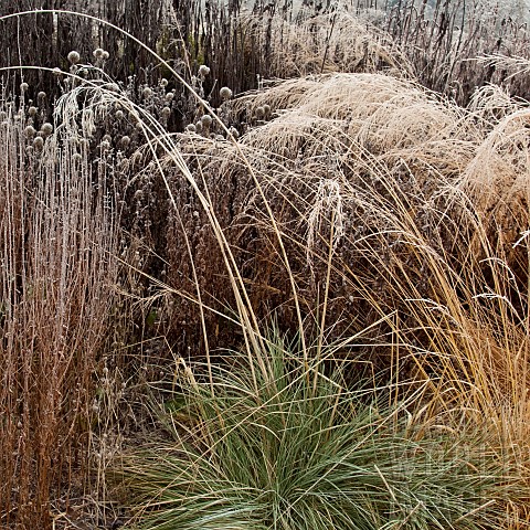Frosted_foliage_of_perennial_grasses_and_perennials_i