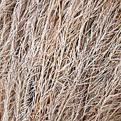 Frosted foliage of perennial grasses and perennials