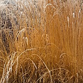 Frosted foliage of perennial grasses warm colourful stems