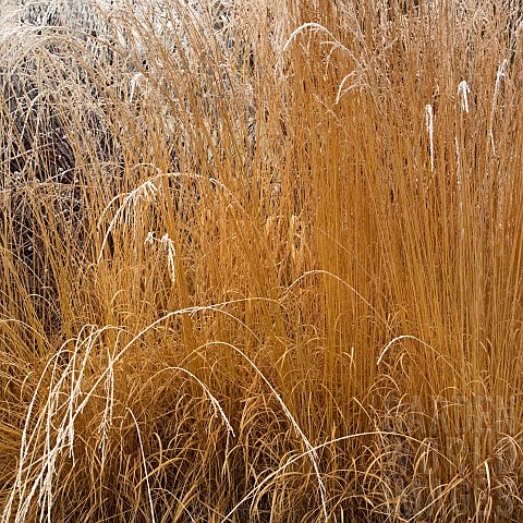 Frosted_foliage_of_perennial_grasses_warm_colourful_stems
