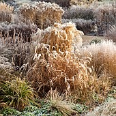 Frosted foliage of perennial grasses and perennials in garden designed by pieter oudolf at trentham gardens staffordshire in winter