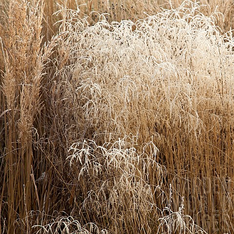Frosted_foliage_of_perennial_grasses_and_perennials_in_garden_designed_by_pieter_oudolf_at_trentham_