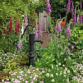 Country cottage garden with Lupins, Foxgloves, Gereaniums, and Hosta