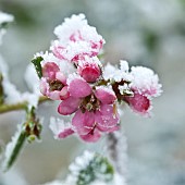 Pink flower with snow and frost on, in winter